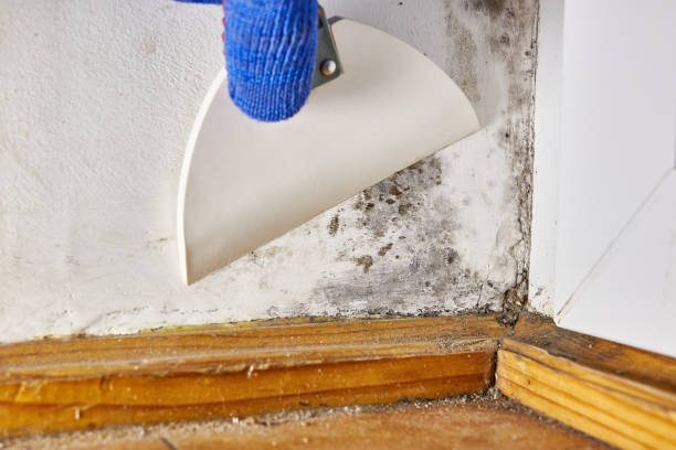 Best Black Mold Removal  in Lordship, CT
